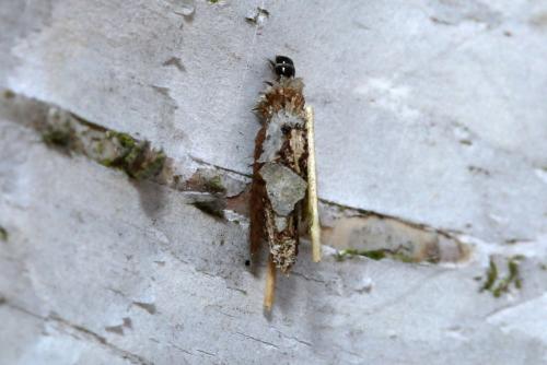 Proutia betulina
